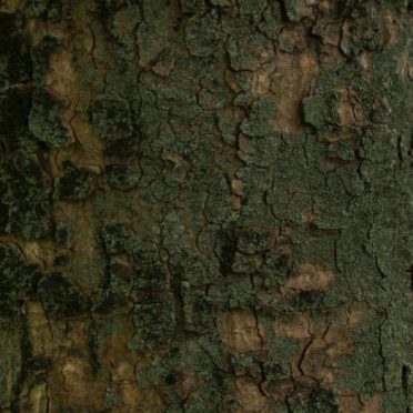 木苔緑茶の iPhone6s / iPhone6 壁紙