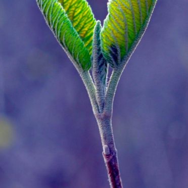 葉自然緑ぼかし青の iPhone6s / iPhone6 壁紙