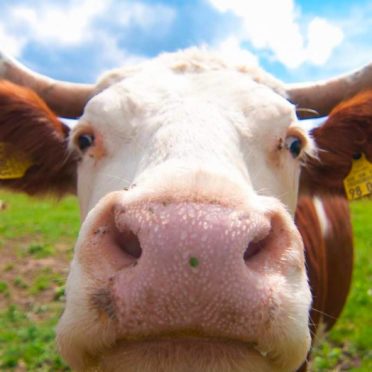 牛ぼかし自然動物の iPhone6s / iPhone6 壁紙