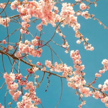 花桜春桃の iPhone6s / iPhone6 壁紙