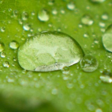 水玉葉緑の iPhone6s / iPhone6 壁紙