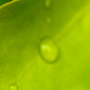 葉水玉緑の iPhone6s / iPhone6 壁紙