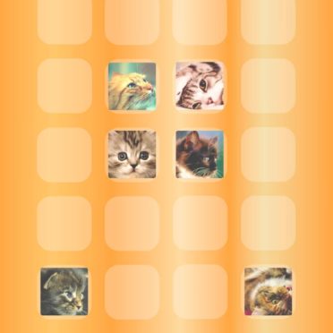 棚猫橙の iPhone6s / iPhone6 壁紙