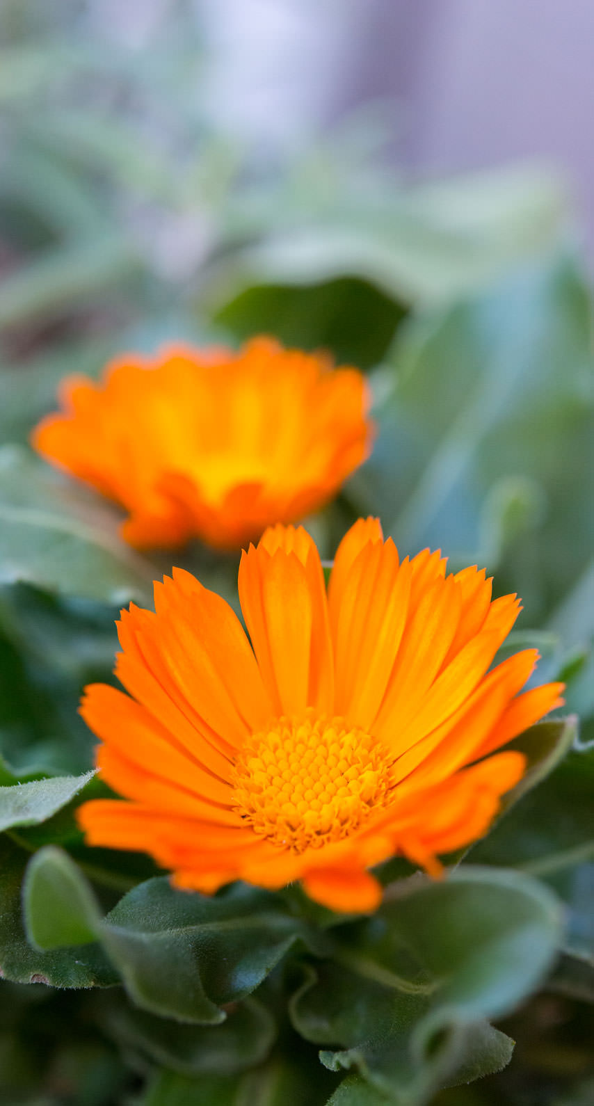 風景花 | wallpaper.sc iPhone6s壁紙