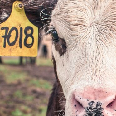 牛動物の iPhone6s / iPhone6 壁紙