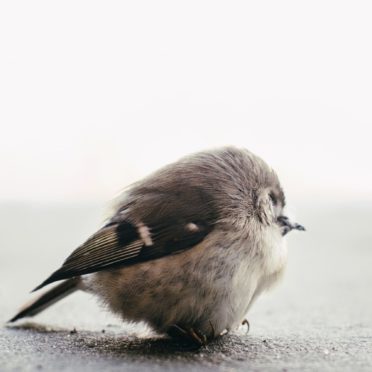 動物小鳥の iPhone6s / iPhone6 壁紙