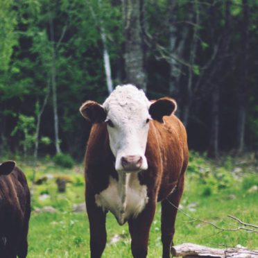 風景森林動物牛の iPhone6s / iPhone6 壁紙