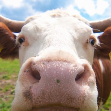 動物牛の iPhone6s / iPhone6 壁紙
