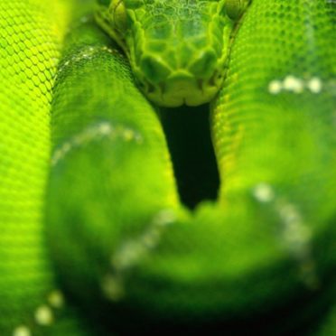 動物蛇緑の iPhone6s / iPhone6 壁紙