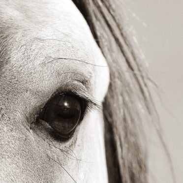 動物馬の iPhone6s / iPhone6 壁紙
