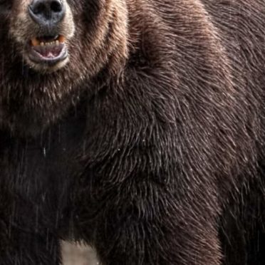 動物熊の iPhone6s / iPhone6 壁紙