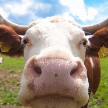 牛ぼかし自然動物の iPhone6s / iPhone6 壁紙