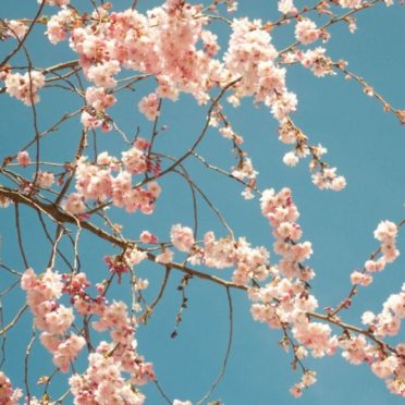 花桜春桃の iPhone6s / iPhone6 壁紙