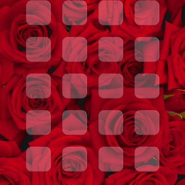 バラ赤棚の iPhone6s / iPhone6 壁紙