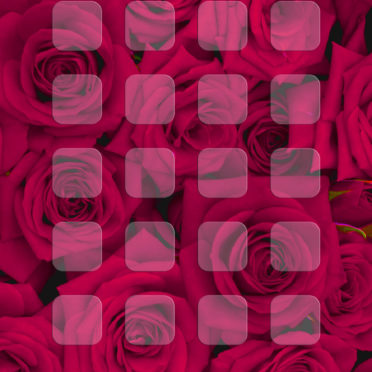 バラ赤紫棚の iPhone6s / iPhone6 壁紙