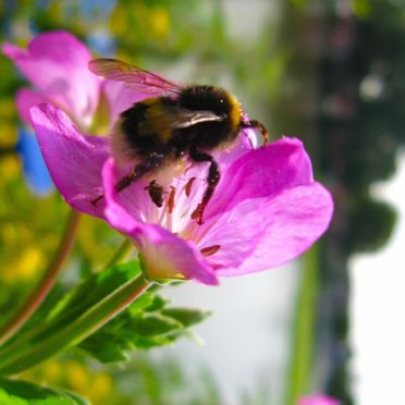 風景花蜂の iPhone6s / iPhone6 壁紙