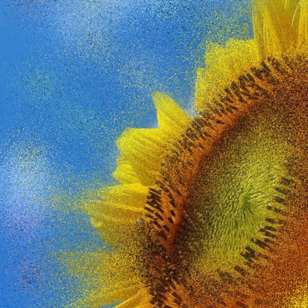 ひまわり sunflowerの iPhone6s Plus / iPhone6 Plus 壁紙