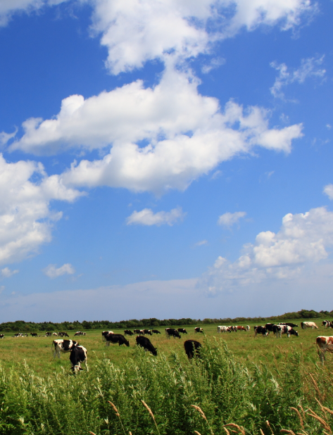 高原　牧場　自然　牛の iPhone6s Plus / iPhone6 Plus 壁紙