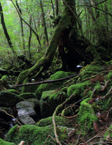 屋久島　森林　自然　風景の iPhone6s Plus / iPhone6 Plus 壁紙