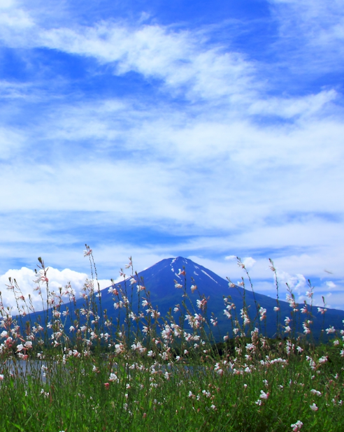 河口湖　富士山　初秋　壁紙の iPhone6s Plus / iPhone6 Plus 壁紙