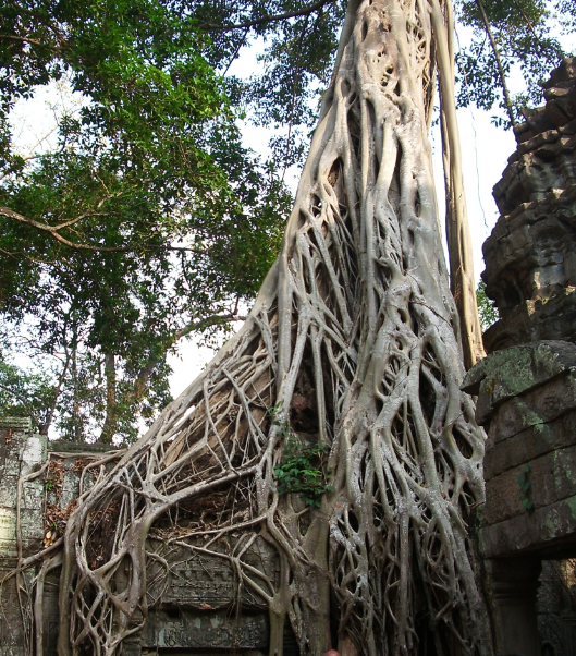 アンコールワット　ガジュマル　タプローム寺院　カンボジアの iPhone6s Plus / iPhone6 Plus 壁紙