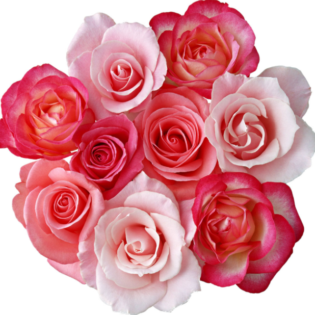 バラ　薔薇　花　きれいの iPhone6s Plus / iPhone6 Plus 壁紙