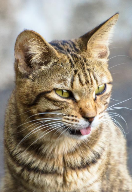 ネコ 動物 Animal 壁紙 Wallpaper Sc Iphone6splus壁紙