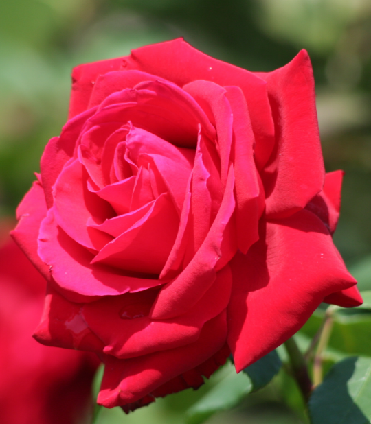 バラ　薔薇　花　きれい　かわいいの iPhone6s Plus / iPhone6 Plus 壁紙