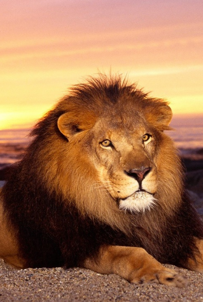 ライオン　動物　animal　壁紙の iPhone6s Plus / iPhone6 Plus 壁紙