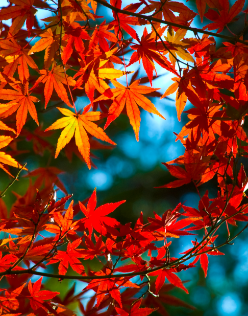 磐梯吾妻スカイライン 紅葉 山 壁紙 Wallpaper Sc Iphone6splus壁紙