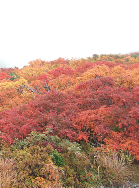 月山 紅葉 秋 壁紙 | wallpaper.sc iPhone6sPlus壁紙