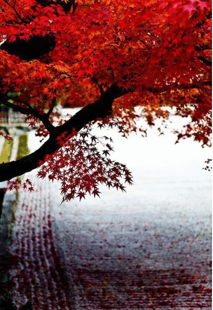 京都　和風　紅葉　壁紙の iPhone6s Plus / iPhone6 Plus 壁紙