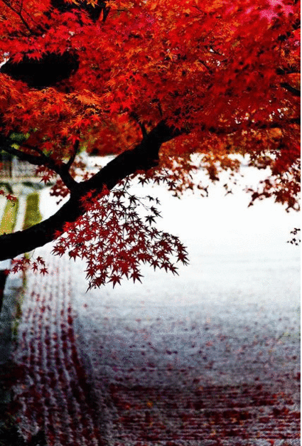 京都 和風 紅葉 壁紙 Wallpaper Sc Iphone6splus壁紙