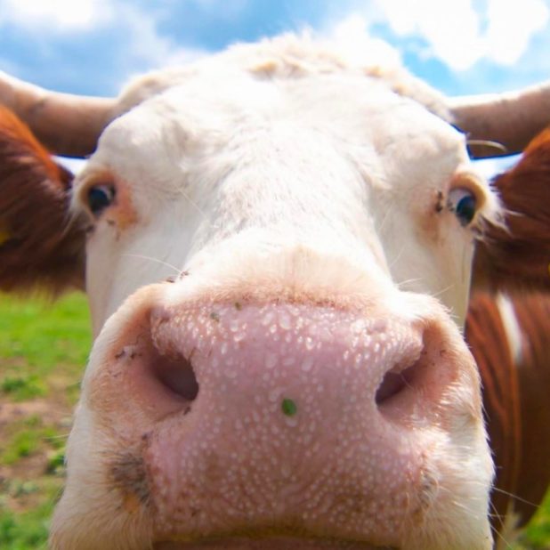 動物牛の iPhone6s Plus / iPhone6 Plus 壁紙