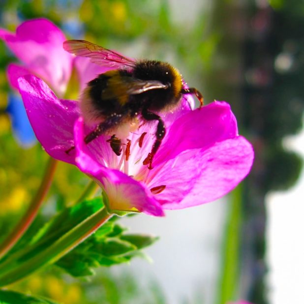 風景自然花桃蜂の iPhone6s Plus / iPhone6 Plus 壁紙
