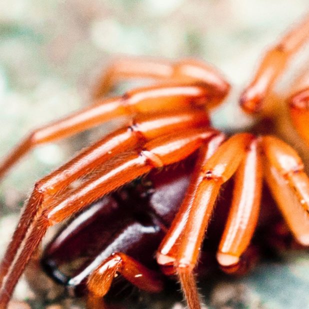 カニの iPhone6s Plus / iPhone6 Plus 壁紙