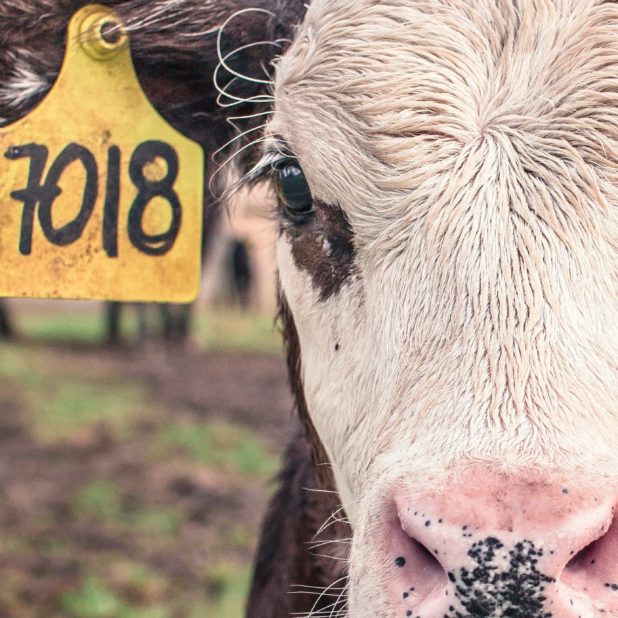 牛動物の iPhone6s Plus / iPhone6 Plus 壁紙