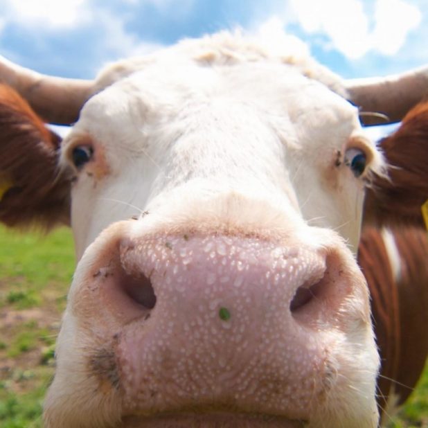 動物牛の iPhone6s Plus / iPhone6 Plus 壁紙