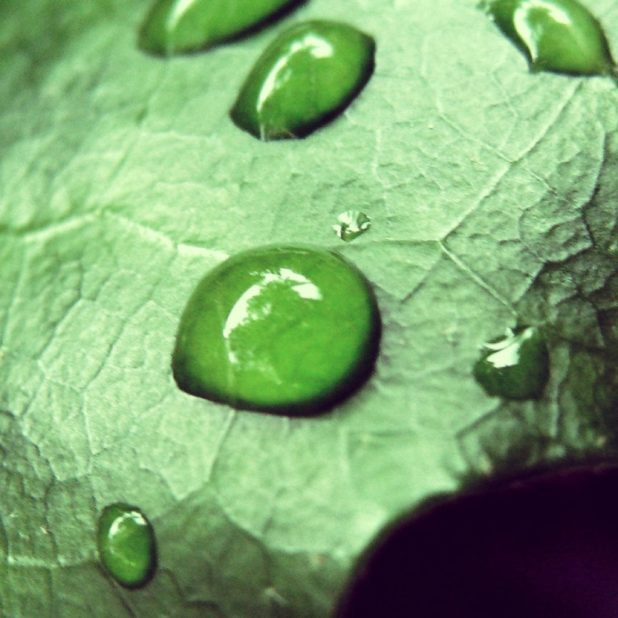自然葉緑の iPhone6s Plus / iPhone6 Plus 壁紙