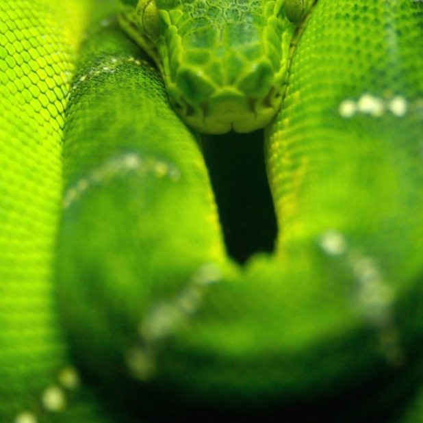 動物蛇緑の iPhone6s Plus / iPhone6 Plus 壁紙