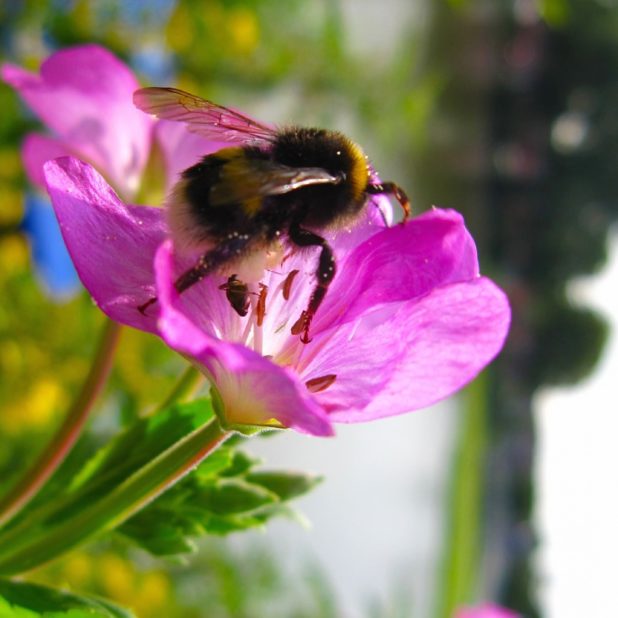 風景自然花桃蜂の iPhone6s Plus / iPhone6 Plus 壁紙