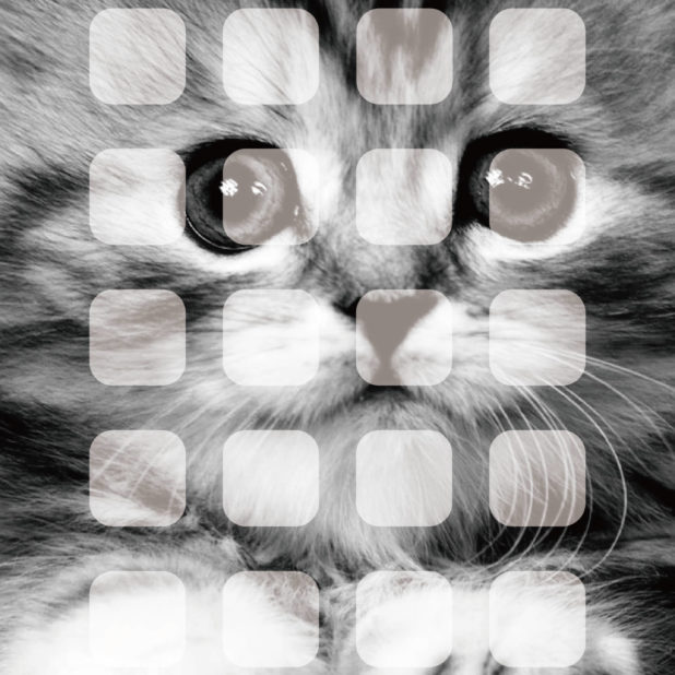 動物猫棚モノクロ女子向けの iPhone6s Plus / iPhone6 Plus 壁紙