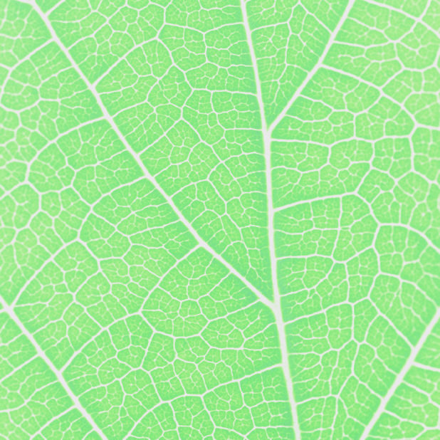 模様葉脈緑の iPhone6s Plus / iPhone6 Plus 壁紙