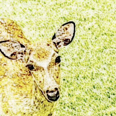 鹿 動物の iPhone7 壁紙