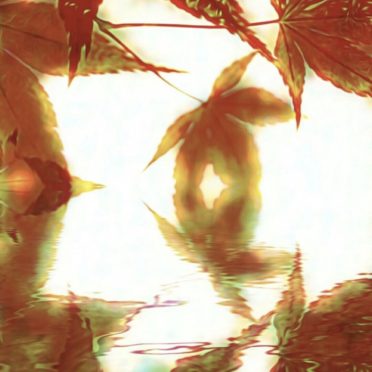 紅葉 水面の iPhone7 壁紙