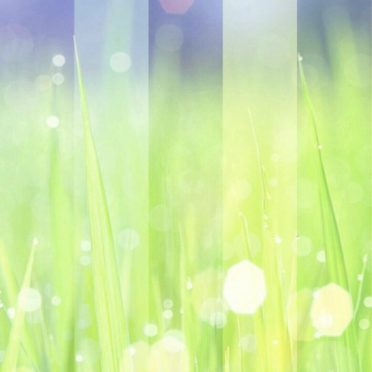 草むら 光の iPhone7 壁紙