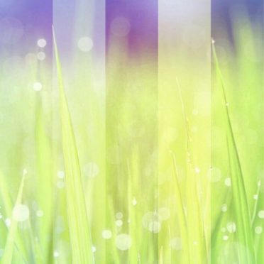 草むら 光の iPhone7 壁紙