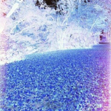 ブルー 落ち葉の iPhone7 壁紙