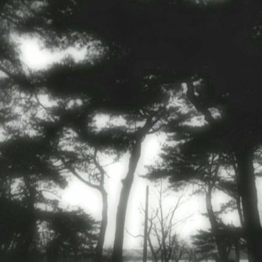 景色 木の iPhone7 壁紙