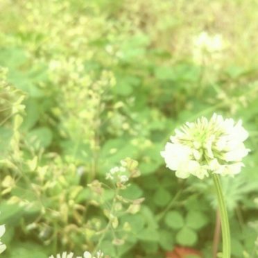 シロツメクサ 花の iPhone7 壁紙